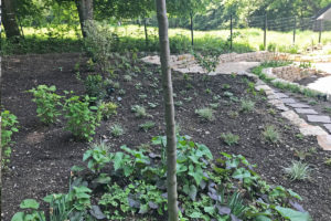 Pflanzung neu - Garten- und Landschaftsplanung Brigitta Oetken